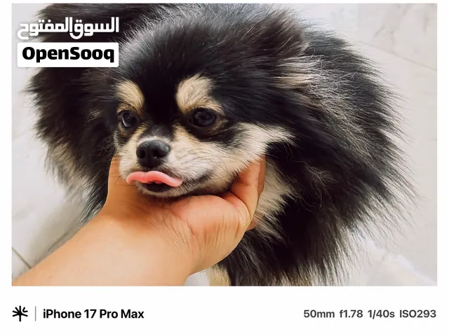 POMERANIAN AED6000