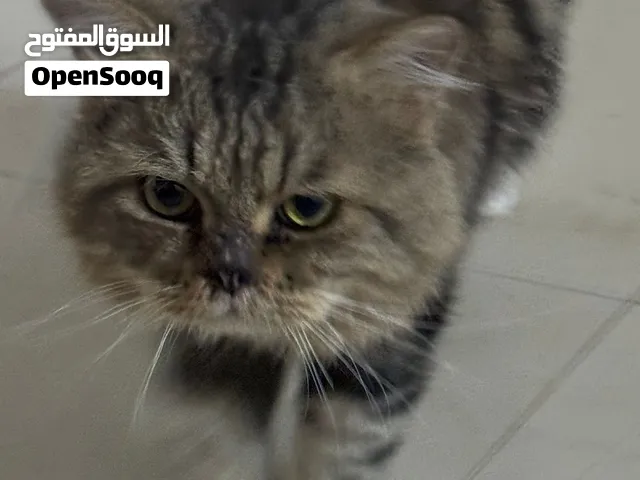 قط شيرازي للبيع