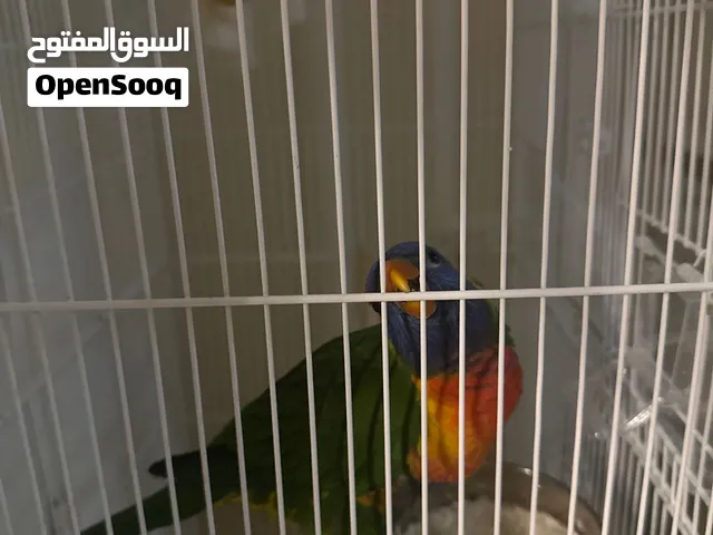 لوري اليف ولعوب