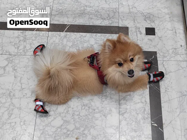 أنثى برومينيان صغيرة الحجم مدربة للبيع