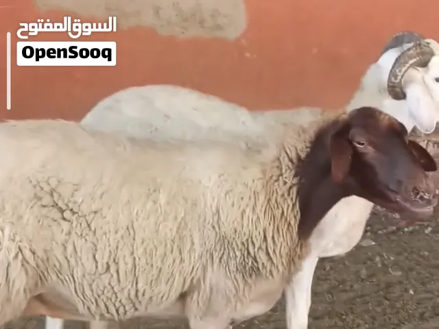 مع الشاري ما نقصروش باذن الله والسعر في متناول الجميع