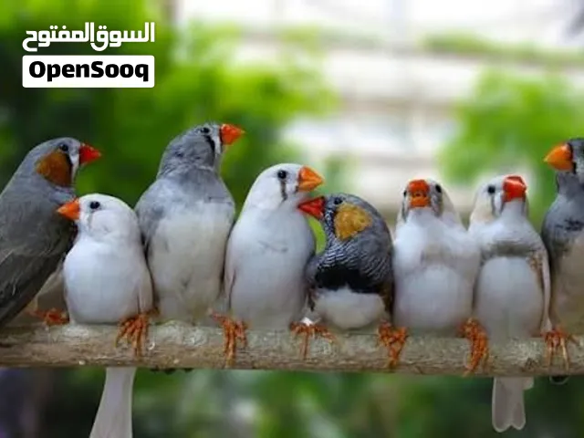 فنجس زيبرا 11 طير
