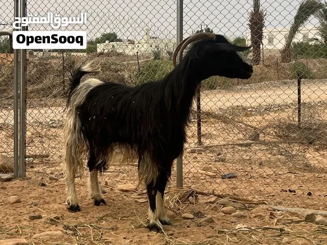 شاه للبيع..