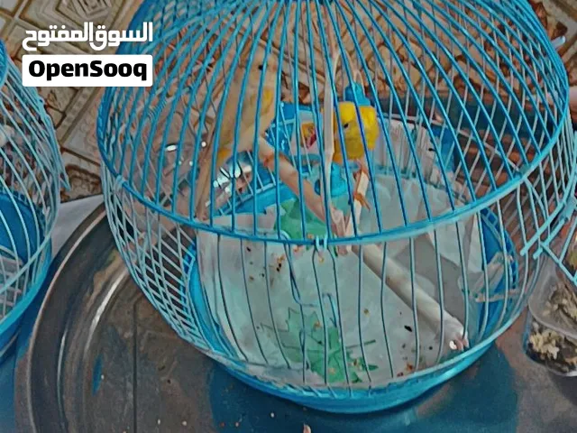 كناري اثنين ممتازين