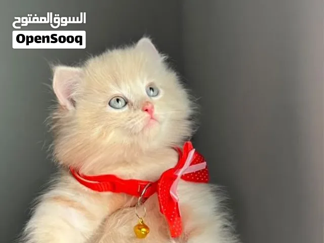 تواصل واتساب فقط شيرازي مون فيس بيور وبره كثيفه العمر 50يوم أطراف قصيره صحه ممتازه
