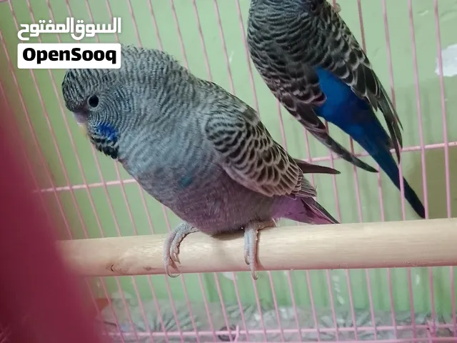 متاح زوج طيور حب بلاك فيس بوك الخط الاول طيور بزاره
