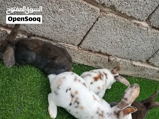 زوز كوبيات ركس تري كلر