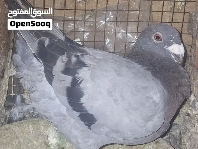 نتايه شومر