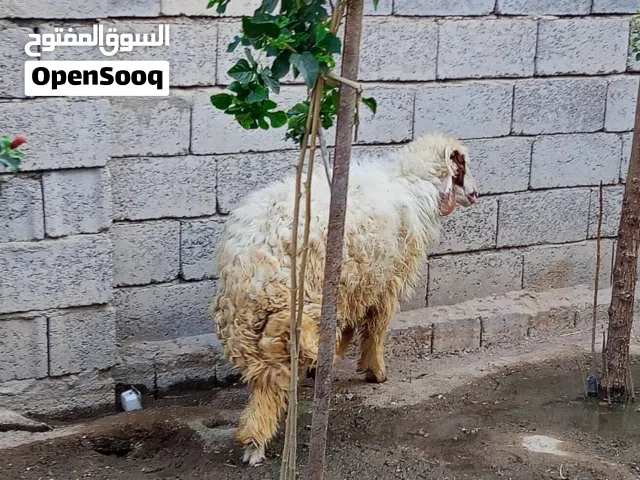 خروف البيع