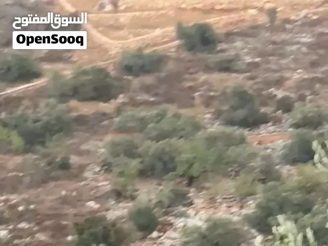 أرض للبيع ببلدة بلعا قضاء طولكرم المنطقة الف واصل الخدمات .على الشارع
