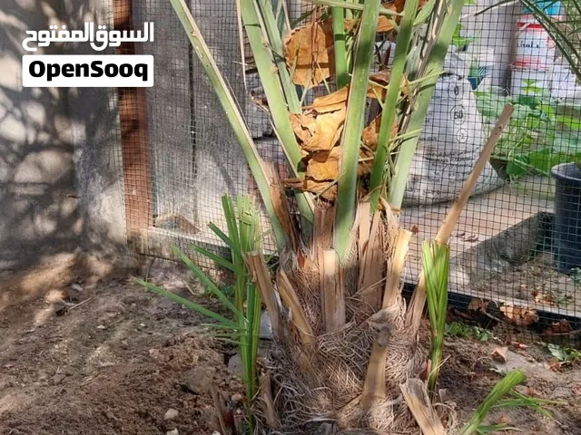 نخيل اخلاص للبيع 80 دينار فقط ..