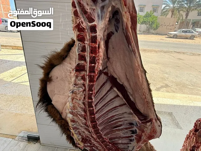 متوفر صنام قعود كميه