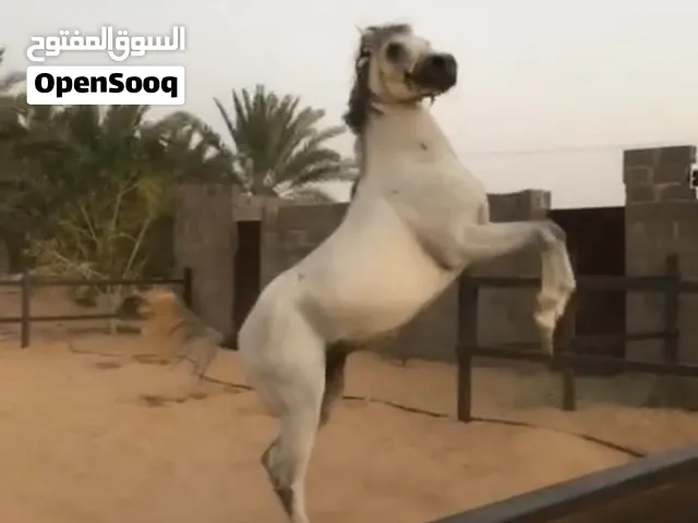 احصان شعبي فحل للبيع العمر 4 سنوات الطول 157