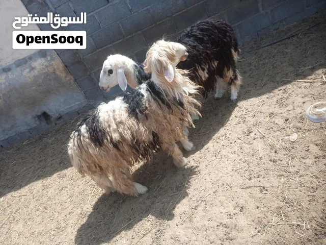 للبيع كبشان