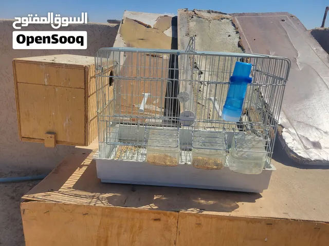 سلام عليكم قفص عصافير اجديد قاعد القفص تام بي شرابته وكلاته وحضانته والحضانة اكبيرة السعر البيع بي50