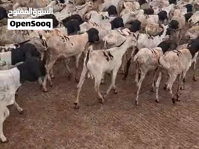 كباش  وتيوس  سعر 27 مع  جمله فقط