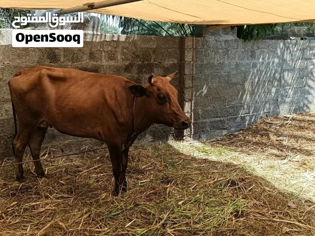 بقره تهجين نمساوي