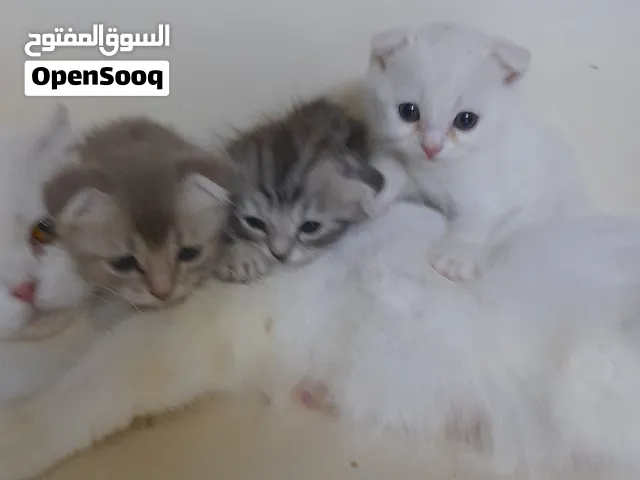 قطة منتجة اسكو تش فولد باولادها