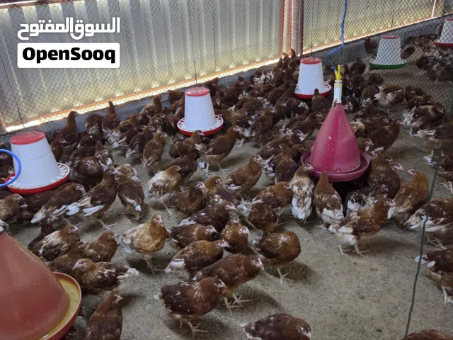 Live Farm Chicken  Lohman brown chicken دجاج حي من المزرعة – Free Range – Dubai