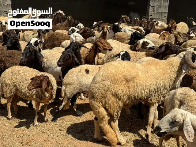 اغنام و معز للبيع