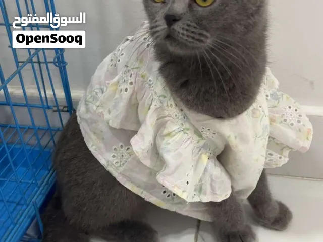 قطه سكوتش فولد للبيع