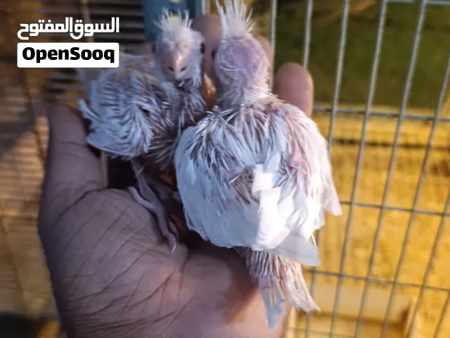 متاح اخر زوج افراخ كوكتيل البينو عيون حمر