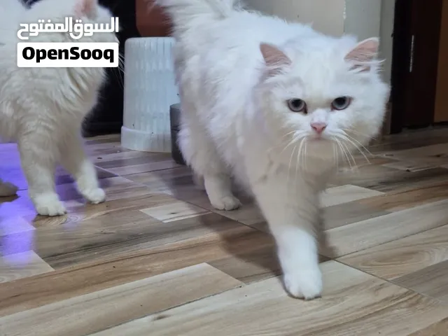 Persian Cats Available