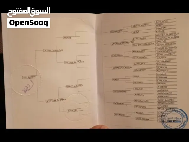 حصان سباق ود جاسمين دوفلجاس ود منجز والأم بنت مارد الصحراء
