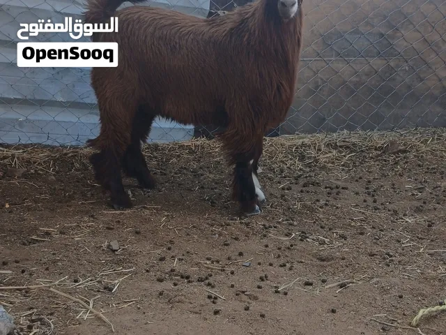 للبيع جدي مخصاي وصخله