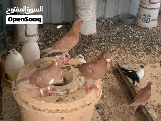 للبيع كبره وحمام منتج