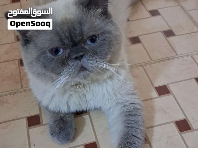 قطط منزل ذكر  سعره 60 دنيار