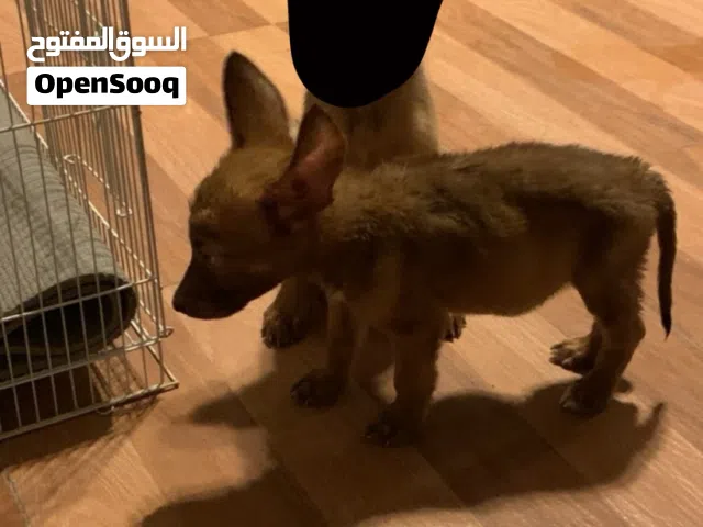 كلب مالينو