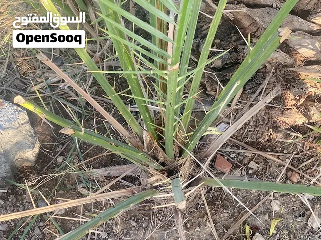 صرم للبيع بسعر مناسب