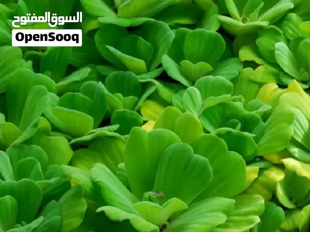 نبات خس الماء ممتاز جداً   سعر الحبه 100 بيسه