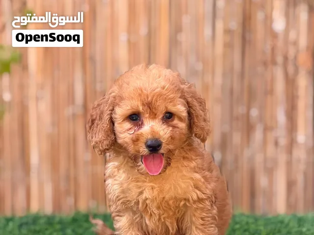 بودل للبيع ذكر وأنثى