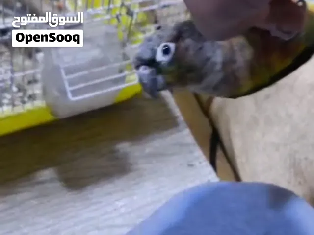 كنيور اليف