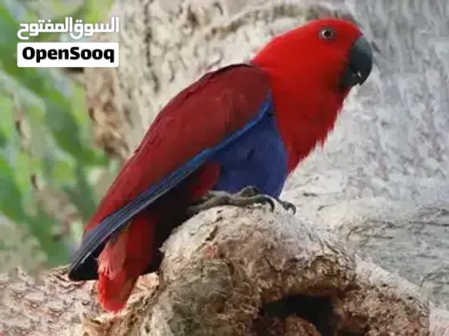 مطلوب اكليكتوس انثى منتوج في البحرين