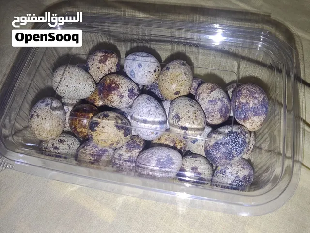 متوفر لدينا بيض وزغاليل وصيصان مزرعة قباطية، بتوفر لك الثقة والجودة والأمان بأسعار مميزة.
