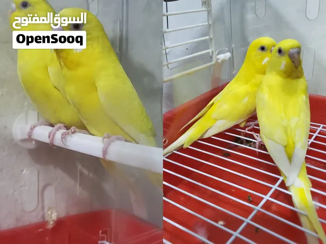 زوج بادجي لاتينو عيون حمر منتجين