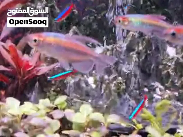 4 حبات كونكو