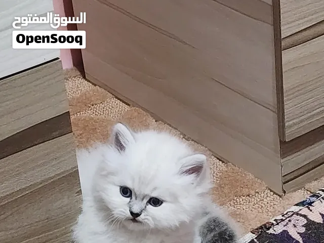 قطط هملايا