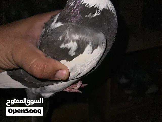 زوج دشش و أفراخهم