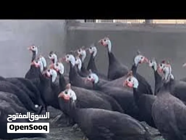 افراخ قبج. اسود نوادر زوجين ب 75 قفلهن كلش  البصره قضا المدينه