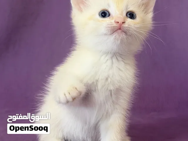 متاح للتسليم كتين سكوتش ستريت