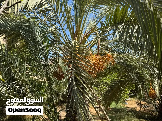 للبيع في مكانهم