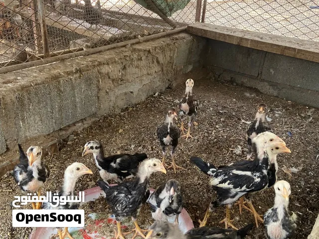 باكستاني ميوالي اقرا الوصف