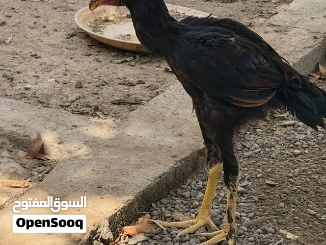 بيع دياكة باكستاني