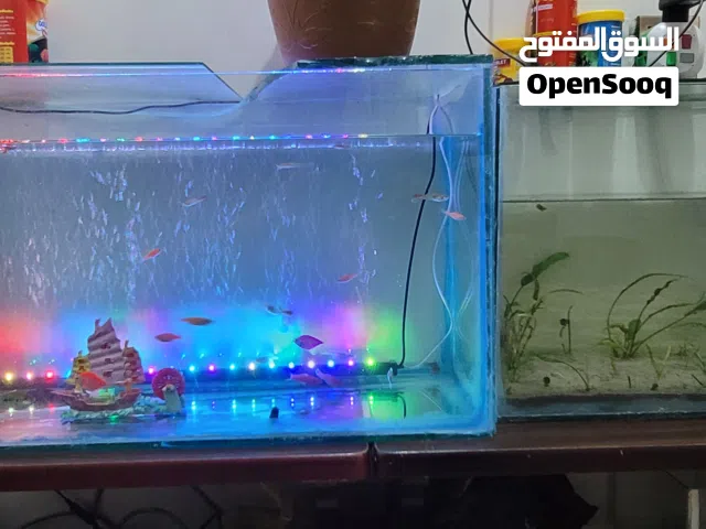للبيع أثنين أحوض أسماك زينه +أسماك زينه متنوعه +مستلزمات الحوض