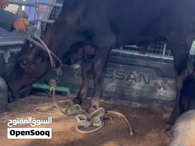 عجاله  ذكور محليات مال دار فول. سمنه عجل