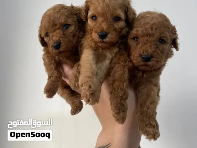 Imported Pure Red Toy Poodle Puppies